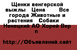 Щенки венгерской выжлы › Цена ­ 1 - Все города Животные и растения » Собаки   . Ненецкий АО,Хорей-Вер п.